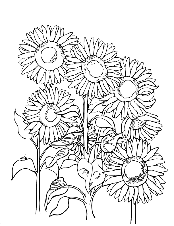 Download a free coloring page featuring Ukraine's National Flower, the sunflower, with stunning detail that celebrates Ukrainian heritage and the beauty of nature. Perfect for artists and enthusiasts seeking a touch of tranquility and cultural charm. Free coloring page :: www.you-color.com